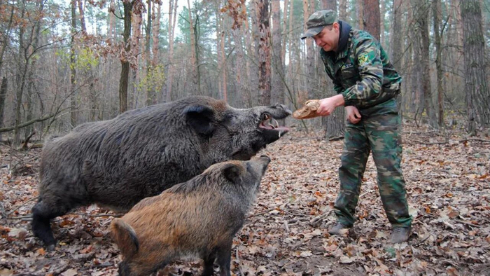 Человек даёт взятку кабану, чтобы они съели хлеб, а не его.