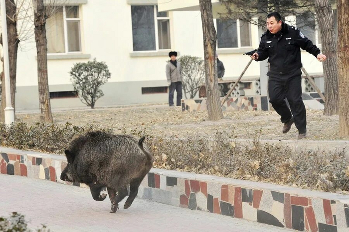 Эй, год свиньи ещё не наступил, гуляй отсюда!