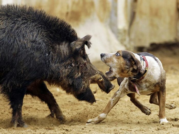 Слышь, блохастый, это ты на кого тявкал?