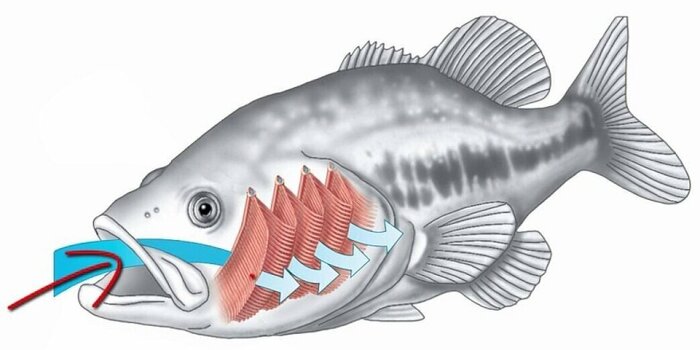 Пьют ли рыбы воду? Книга животных, Рыба, Морские обитатели, Детская литература, Образование, Вокруг света, Биология, Культура, Детский журнал, Научпоп, НаукаPRO, Длиннопост