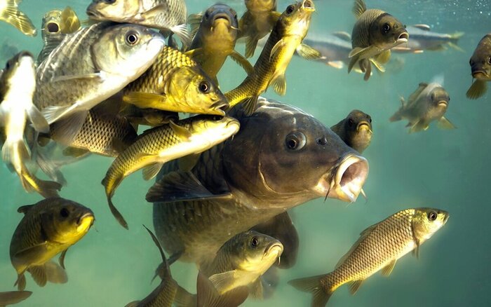 Пьют ли рыбы воду? Книга животных, Рыба, Морские обитатели, Детская литература, Образование, Вокруг света, Биология, Культура, Детский журнал, Научпоп, НаукаPRO, Длиннопост