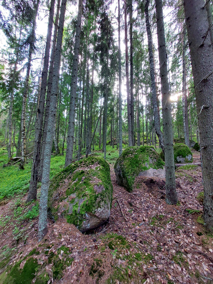 волшебный лес