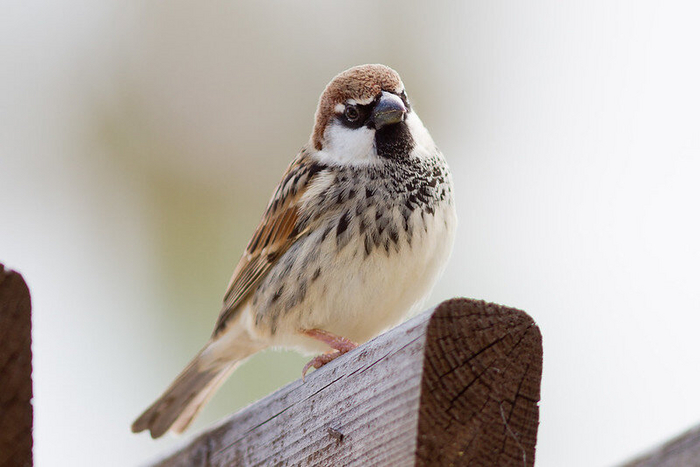  . .  Dave Curtis (<!--noindex--><a href="https://pikabu.ru/story/kakie_vidyi_vorobev_obitayut_v_rossii_i_kak_ikh_razlichat_11244140?u=http%3A%2F%2Fflickr.com&t=flickr.com&h=00f33e3721471ba29e2ca96a4c409fec5ea4b238" title="http://flickr.com" target="_blank" rel="nofollow noopener">flickr.com</a><!--/noindex-->)