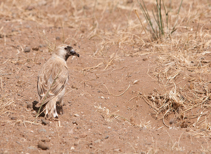   .  Sergey Yeliseev (<!--noindex--><a href="https://pikabu.ru/story/kakie_vidyi_vorobev_obitayut_v_rossii_i_kak_ikh_razlichat_11244140?u=http%3A%2F%2Fflickr.com&t=flickr.com&h=00f33e3721471ba29e2ca96a4c409fec5ea4b238" title="http://flickr.com" target="_blank" rel="nofollow noopener">flickr.com</a><!--/noindex-->)