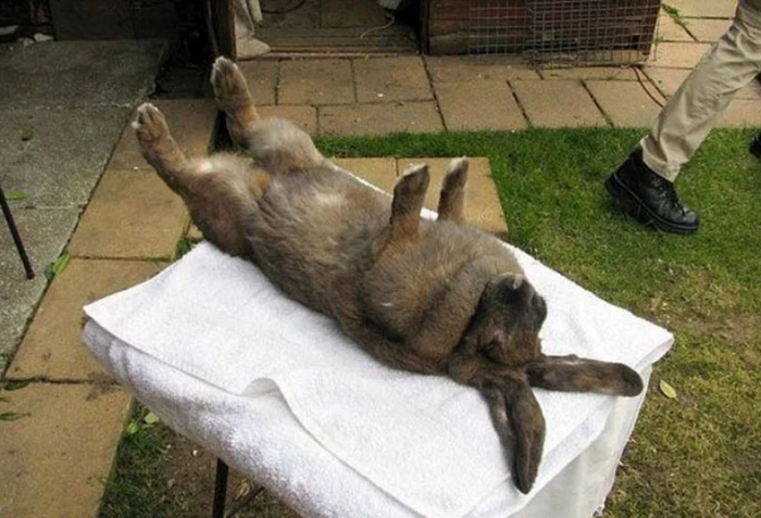 У кролика состояние тонической неподвижности можно вызвать, перевернув его на спину. Но делать это крайне не рекомендуется — для зверька это большой стресс.