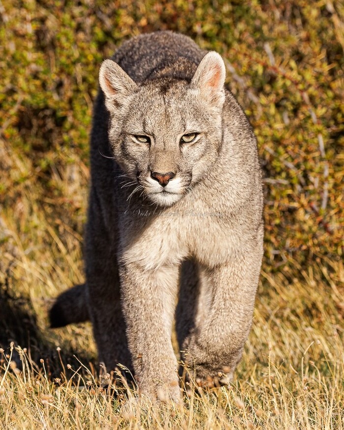Котёнок пумы возрастом около года