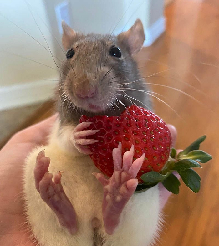 Запрос - сахарный поссум фото . Выдаёт видио дзен про альтернативных питомцев вместо котов и собак . А аватарка с крысой!