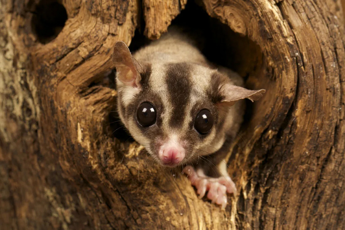 Ну а всем пока и до новых встреч ! (я в своё дуплышко)