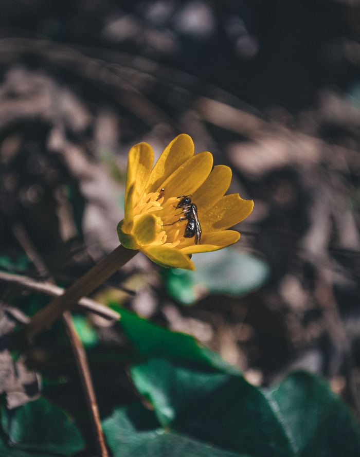 Дзведочки дзведуд