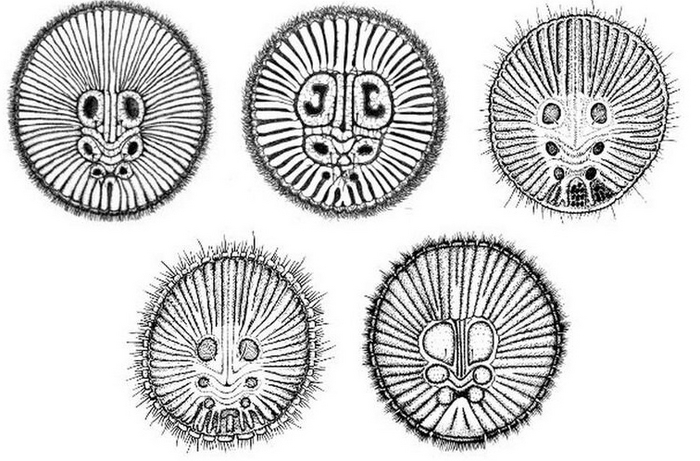 А ведь древние индейцы действительно могли вдохновляться этим пауком в своём творчестве!