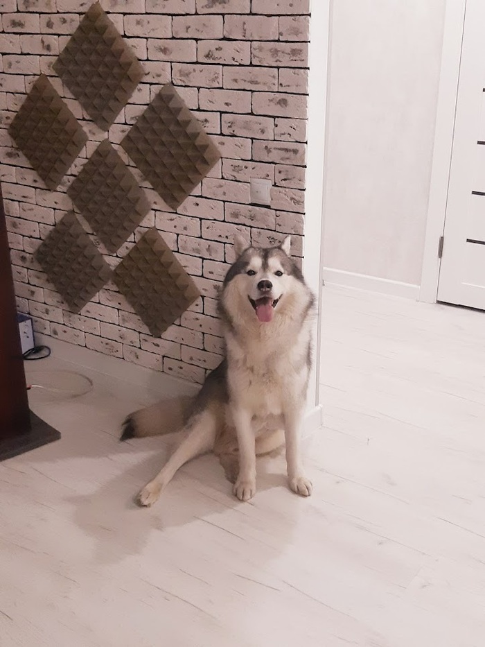 Довольный собакен после прогулки