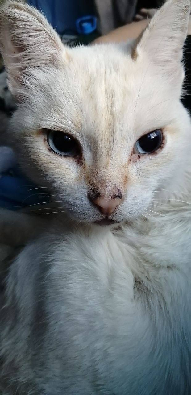 Сима только-только "из полей"