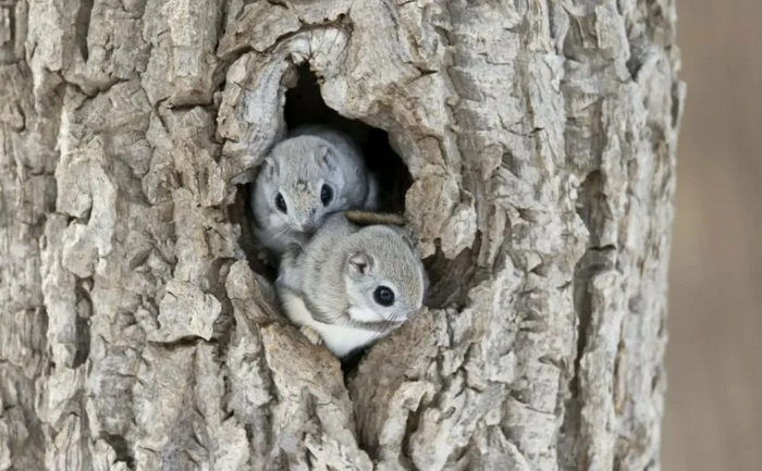 -Биба и Боба тут