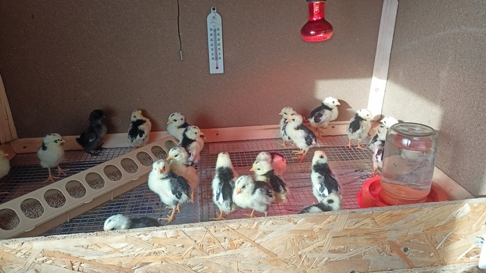 Осваивают новое жилище