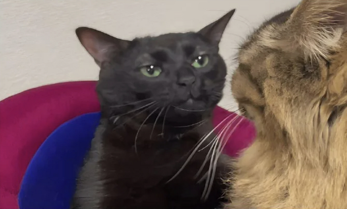 <a href="https://pikabu.ru/story/zarabotalo__ili_4_detali_pazla_bez_kotoryikh_kontekst_denyak_ne_prinesyot_11261817?u=https%3A%2F%2Fok.ru%2Fgroup%2F55175912489158%2Ftopic%2F155512702617798&t=%D0%9E%D1%80%D0%B8%D0%B3%D0%B8%D0%BD%D0%B0%D0%BB%20%D0%BC%D0%B5%D0%BC%D0%B0&h=9f8eeee6587e3dced78097ac1437f6ba99d5a4a7" title="https://ok.ru/group/55175912489158/topic/155512702617798" target="_blank" rel="nofollow noopener"> </a>.