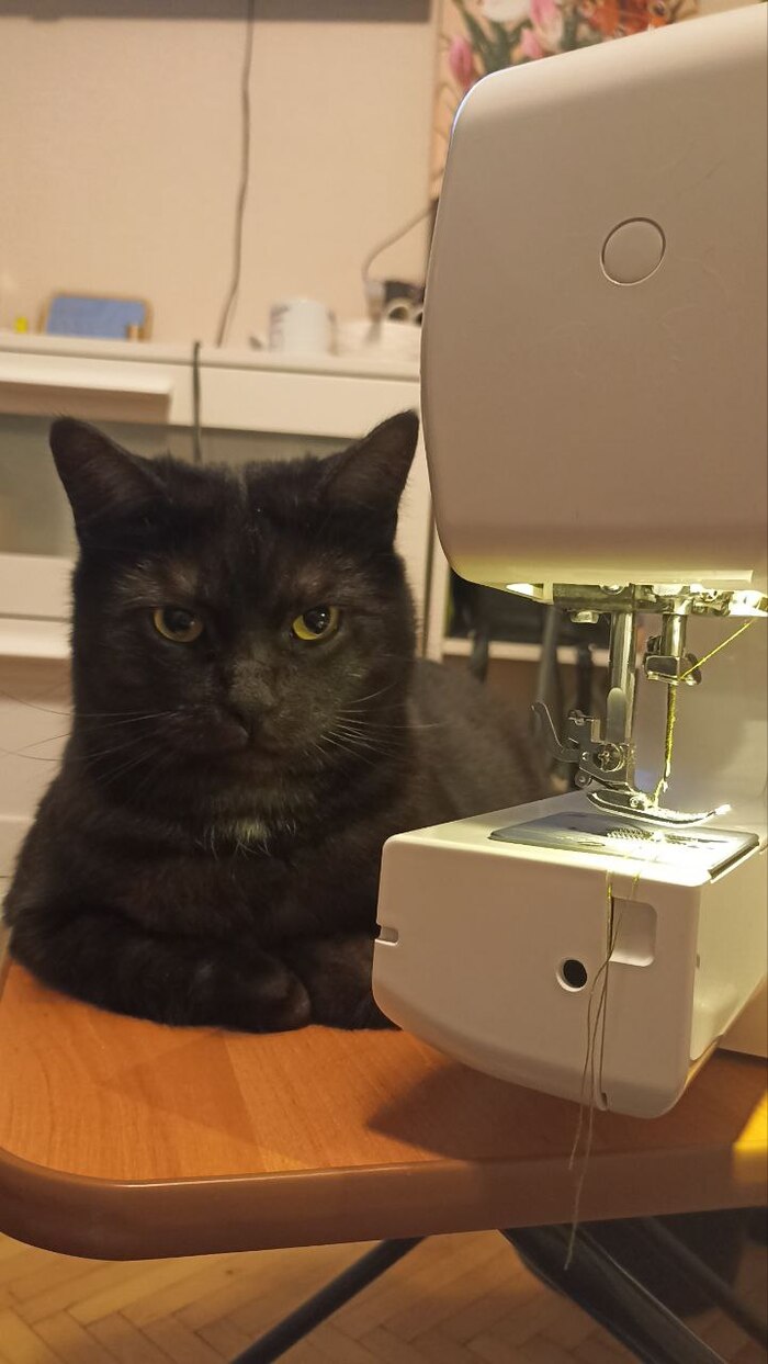 Все этапы проходят строгий контроль качества моим пушистым директором 😺