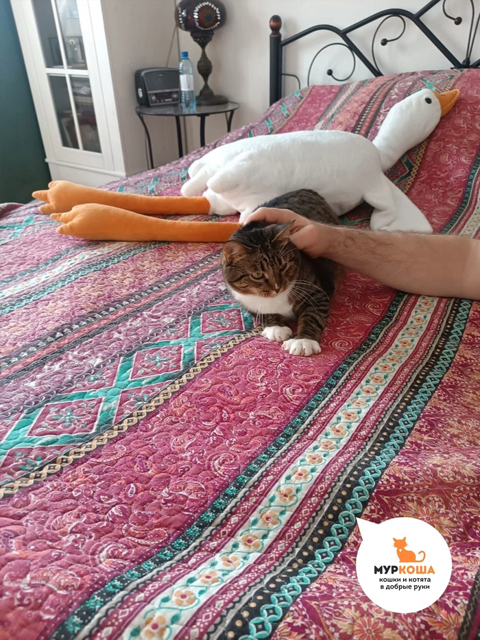 С удовольствием гладится.