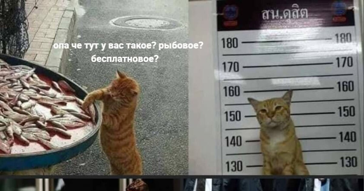 Попався! | Пикабу