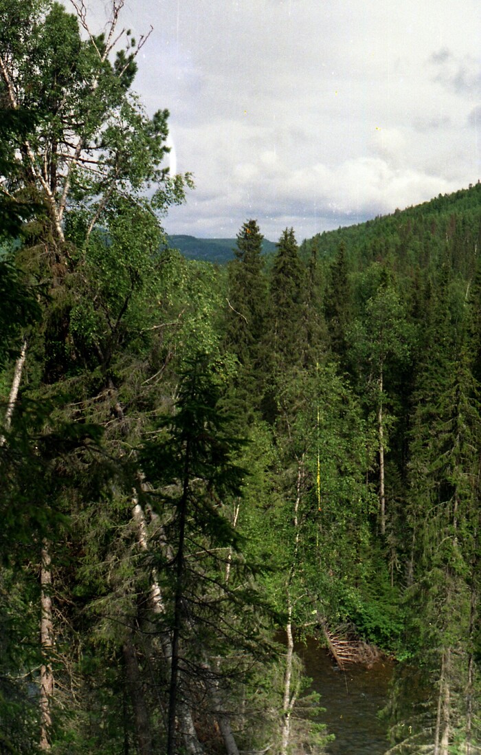 Вот такой он - Кутим