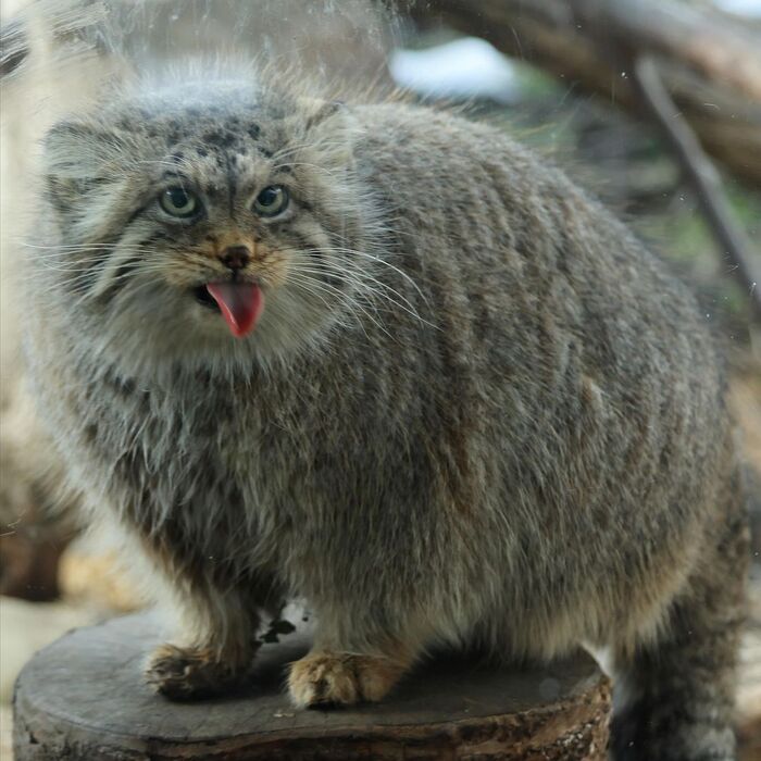 Вкусняшку класть сюда