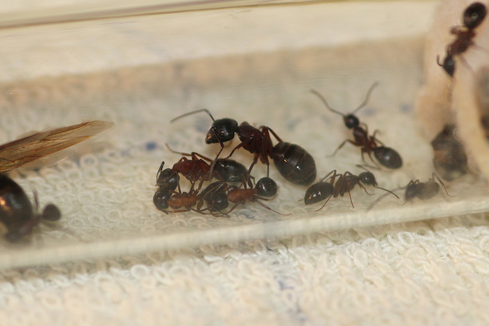 -. Camponotus herculeanus.  , , , , , ,  ,  , , , , , 