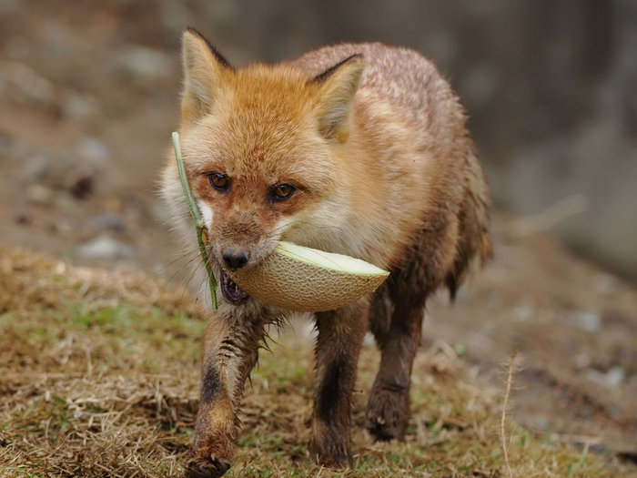 ����� ��������)