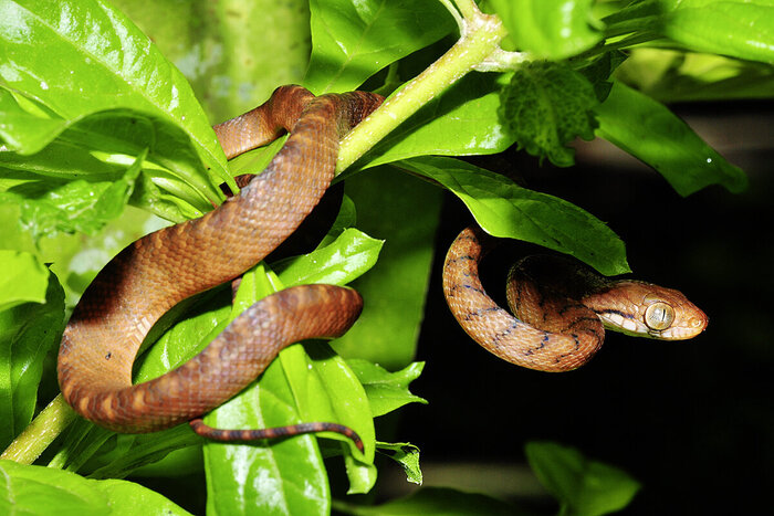 Как «самый надёжный и безопасный способ» привёл к катастрофе Вокруг света, Экология, Экологическая катастрофа, Познавательно, Научпоп, Змея, Страх, Образование, Детская литература, Детский журнал, Длиннопост