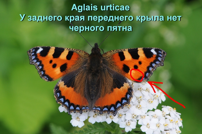 Aglais urticae <!--noindex--><a href="https://pikabu.ru/story/kak_razlichat_vesennikh_babochek_11290090?u=https%3A%2F%2Fcommons.m.wikimedia.org%2Fwiki%2FFile%3AKleiner_Fuchs%2C_Aglais_urticae_011.JPG&t=https%3A%2F%2Fcommons.m.wikimedia.org%2Fwiki%2FFile%3AKleiner_Fuchs%2C_Agl...&h=f2f814f1488bb279018b3ab8c9f4b3616c44c472" title="https://commons.m.wikimedia.org/wiki/File:Kleiner_Fuchs,_Aglais_urticae_011.JPG" target="_blank" rel="nofollow noopener">https://commons.m.wikimedia.org/wiki/File:Kleiner_Fuchs,_Agl...</a><!--/noindex-->