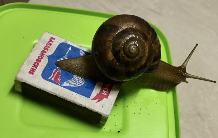 Про улиток Деревня, Виноградная улитка, Деликатес, Краснодарский край, Длиннопост