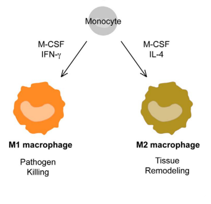 Фенотипы макрофагов.