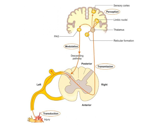 Пути передачи болевых сигналов.