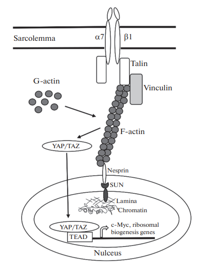 Передача механического сигнала от сарколеммы к ядру посредством цитоскелета.
