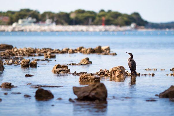 Сидит, размышляет...