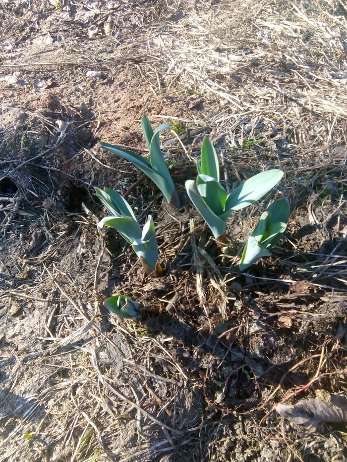 Ещё какие-то весенние цветочки растут. Не знаю точно, какие именно. Тут раньше стихийная свалка была, пока мы не начали обрабатывать землю.