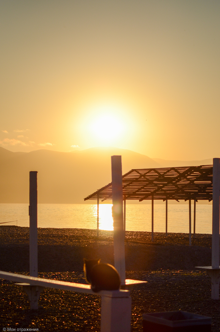маленький котик встречает рассвет