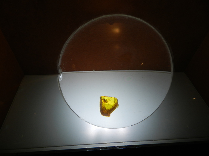 Паук в янтаре