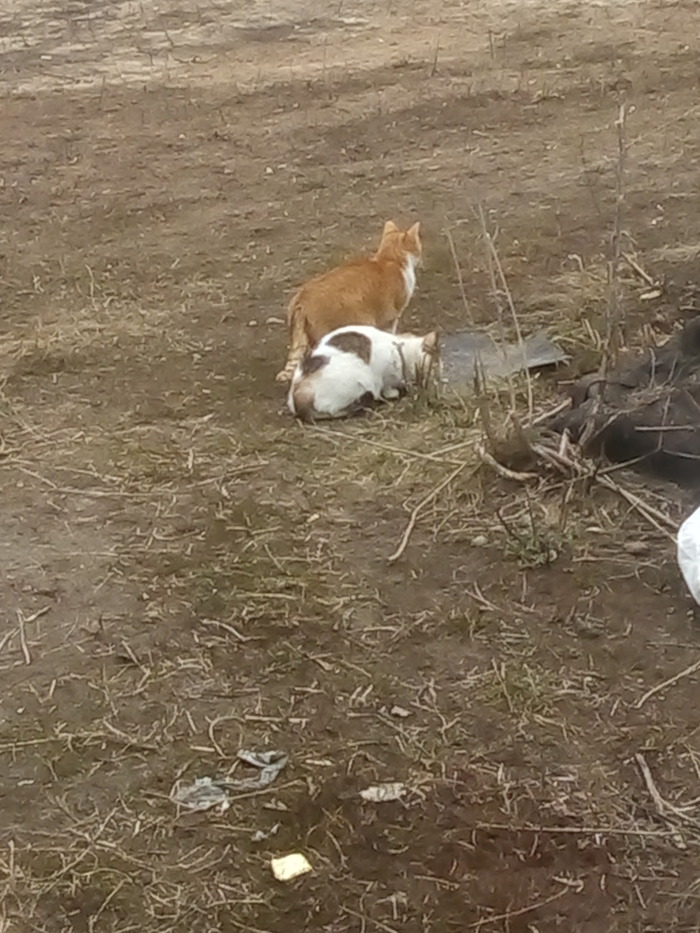 По традиции первой рыбкой угостила хозяев амбара. Шипели и урчали друг на друга, потом каждый схватил по своей рыбине и убежал жрать в одиночку.