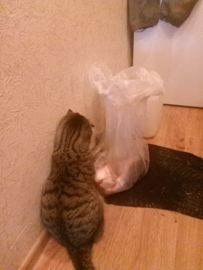 А наши увальни домашние есть не будут. Так только, полюбопытствуют.