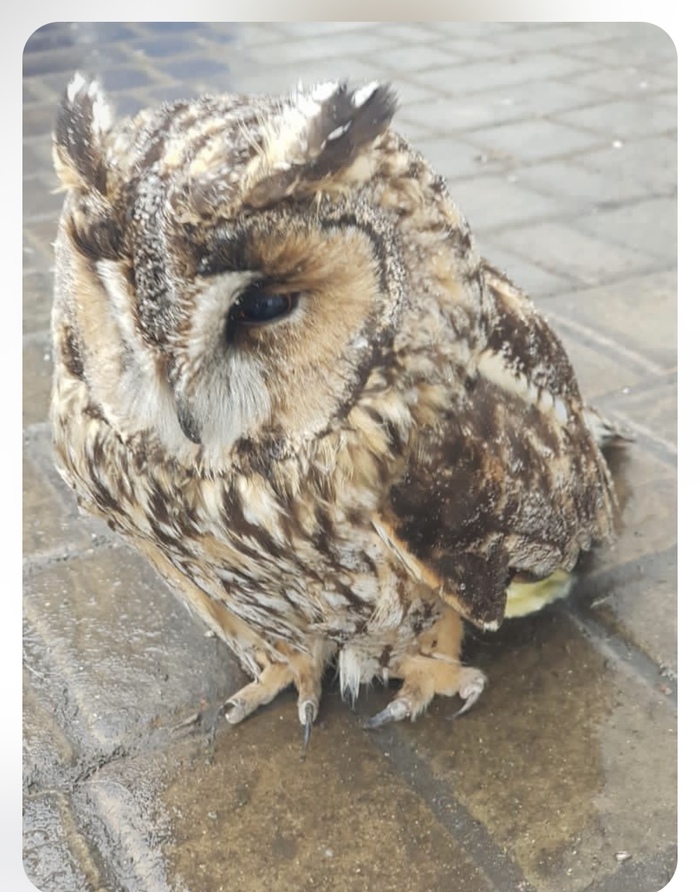 Господа орнитологи-пикабушники, к моему другу в гараж залетел такой птиц. Поклевал куриное мясо ( очень надеюсь, что ему/ей не навредило) и улетел. Кто скажет кто это и что это? Друг мой, так что поставлю тэг «мое»