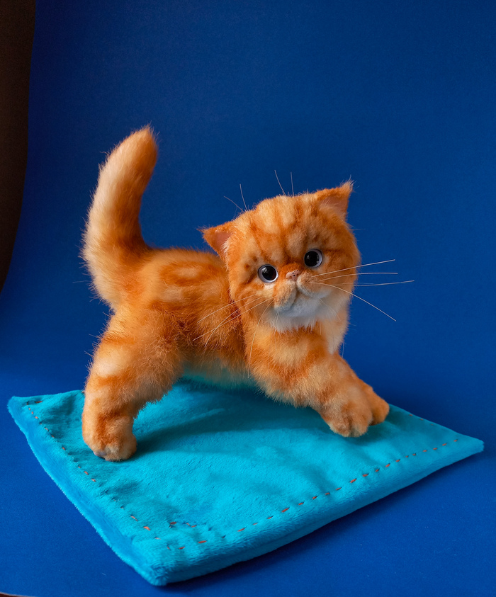 Рыжий котенок экзот.