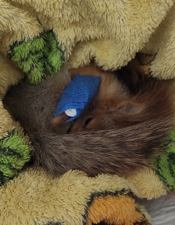 Вы нашли бельчонка, что делать? Помощь животным, Ветеринария, Дикие животные, Грызуны, Белка, Длиннопост