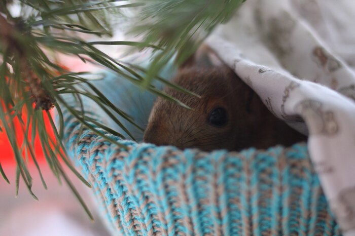 Вы нашли бельчонка, что делать? Помощь животным, Ветеринария, Дикие животные, Грызуны, Белка, Длиннопост