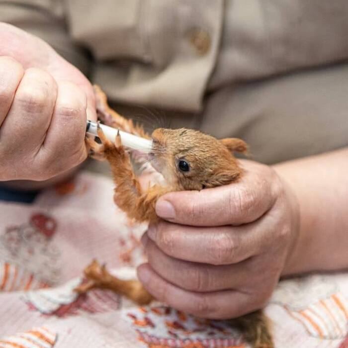 Вы нашли бельчонка, что делать? Помощь животным, Ветеринария, Дикие животные, Грызуны, Белка, Длиннопост