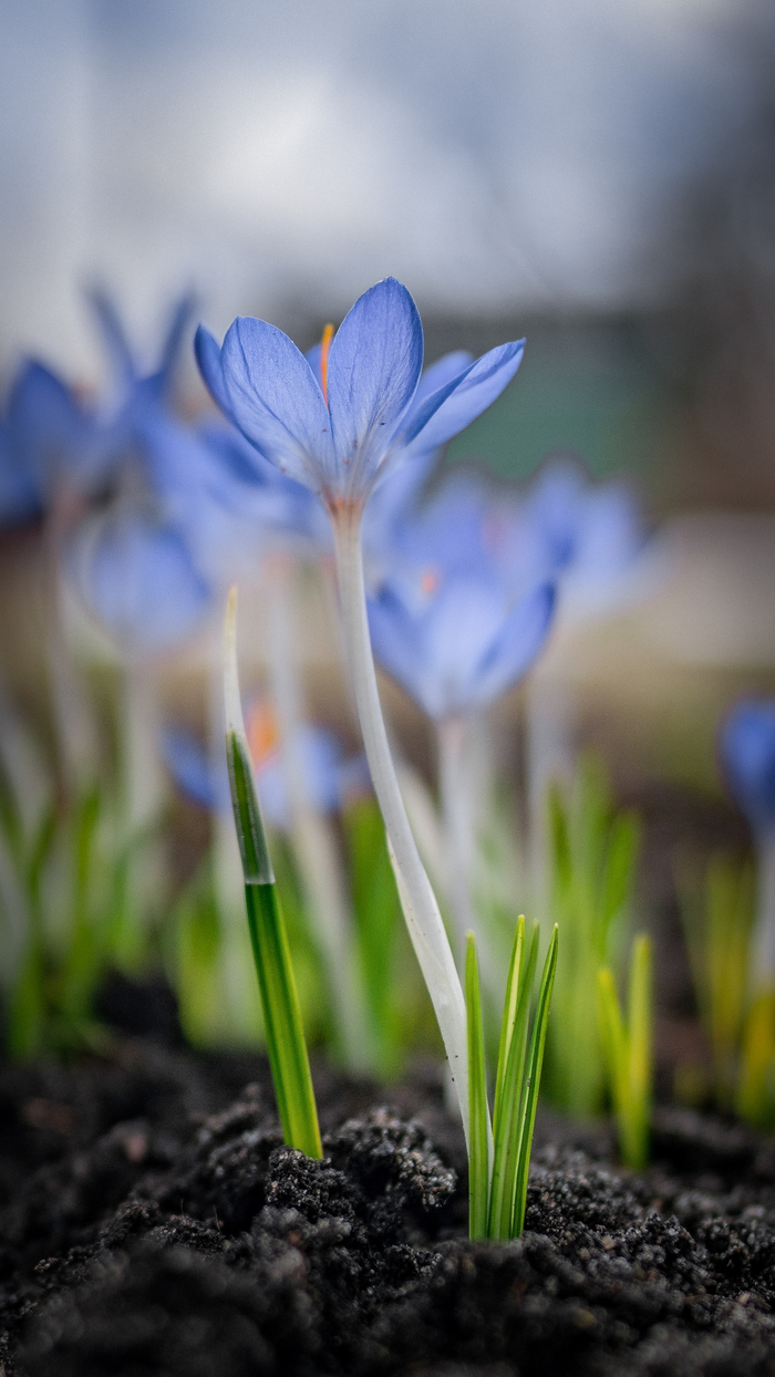 Шафран/Крокус Томазиини