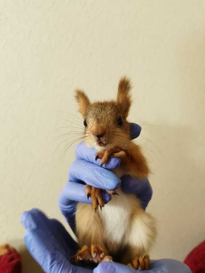 Вы нашли бельчонка, что делать? Помощь животным, Ветеринария, Дикие животные, Грызуны, Белка, Длиннопост