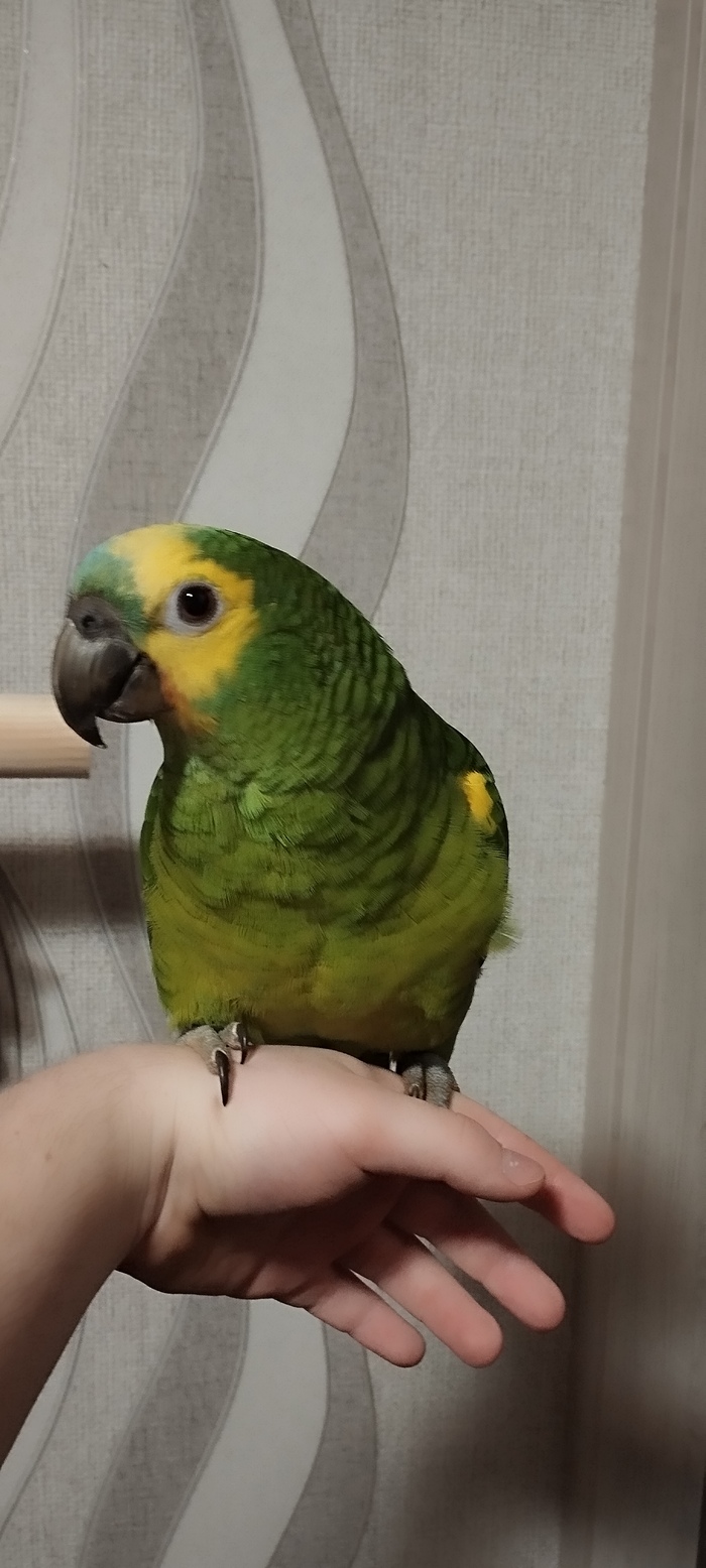 ������ ����