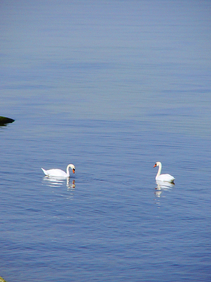 У лебедей тоже денёк удался...