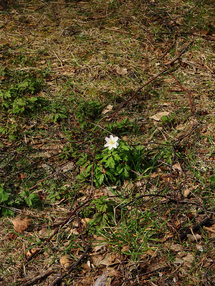 А вот ветреница наоборот цветёт скромно.