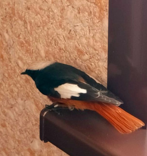 Будто огонёк горит на хвосте