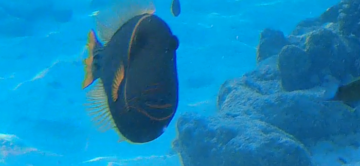 � ���� �����, ���� ��������� ���� :)